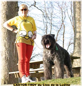 bouvier des flandres du clos de la luette - copyright d&eacute;pos&eacute;